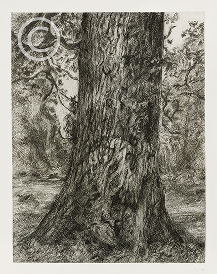 Lucian Freud "After Constable's Elm" 2003 Etching (ed of 46) 31cmx24cm
