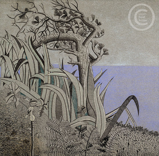 Lucian Freud 'Botanical Gardens (Landscape with Scillonian Pine)' 1945 Conte, Chalk and Ink on Paper 45.7cmx47.6cm