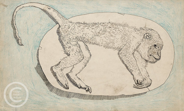 Lucian Freud 'Dead Monkey on a Dish' 1943 Ink and Crayon on Paper 20.3cmx33cm