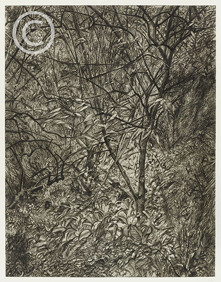 Lucian Freud "Garden in Winter" 1998-1999 Etching (ed of 46) 77.2cmx60cm