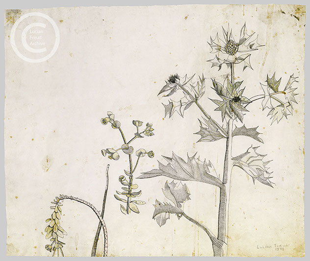 Lucian Freud 'Sea Holly' 1944 Ink and Wash on paper 41cmx50cm