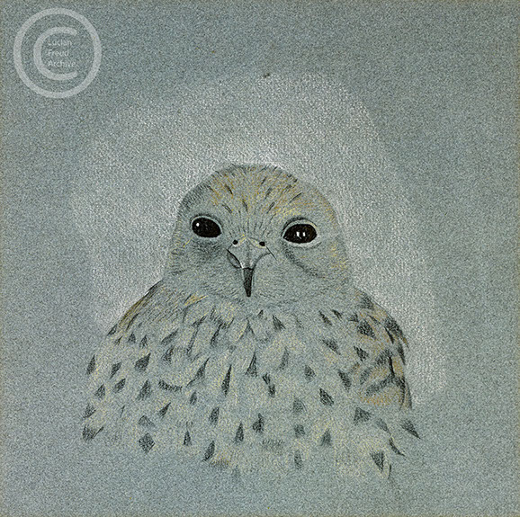 Lucian Freud 'Sparrowhawk' 1948 Pastel on Paper 21.6cmx21.6cm