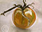 Lucian Freud "Tomato" 1959 Oil on Canvas 8.9cmx8
