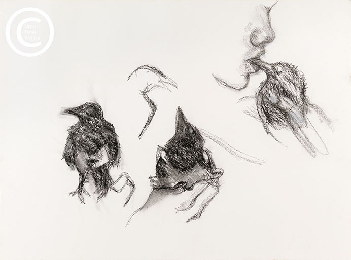 Lucian Freud 'Young Magpie' 1993 Charcoal and Pastel on Paper 46cmx62.2cm